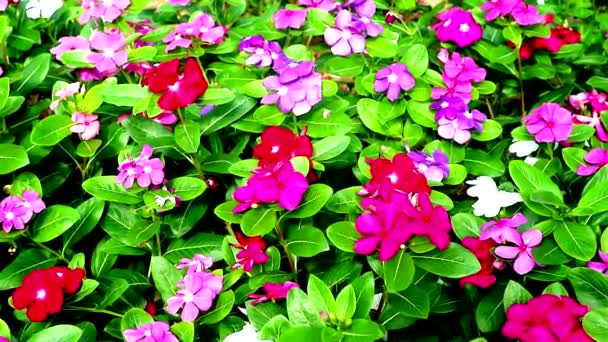 ROSE PERIWINKLE in public park moving by soft wind — Stock Video