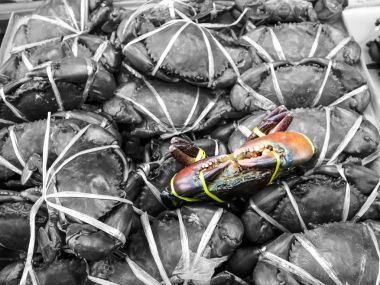 yakın bir deniz Yengeç kutusunu paket plastik halat ve gri arka plan vardı