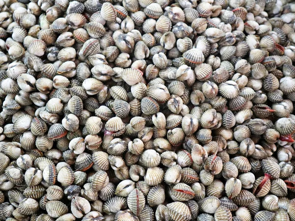 Kąkol tło sprzedać na sklep w rynku owoców morza — Zdjęcie stockowe