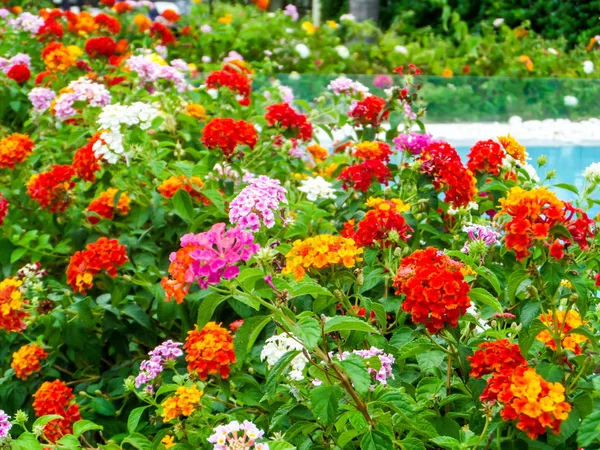 Lantana renkli sesi güzellik çiçek bahçe Yüzme Havuzu arasında — Stok fotoğraf