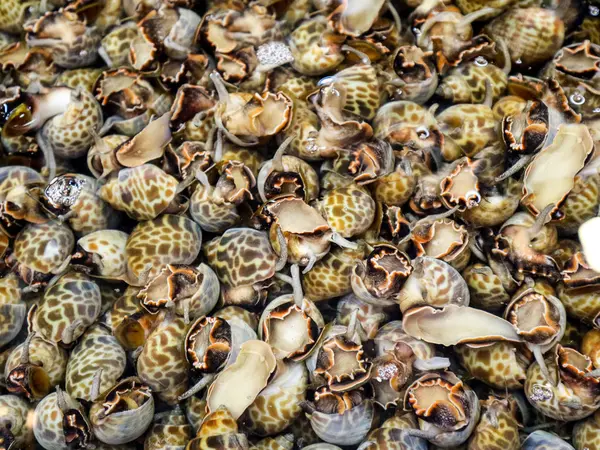 Frutos Mar Caracol Água Fria — Fotografia de Stock