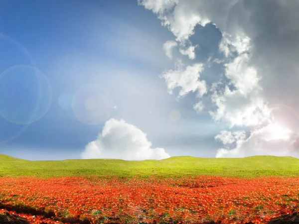 Rote Blume fallen im grünen Feld Sonnenschein zurück Wolke — Stockfoto