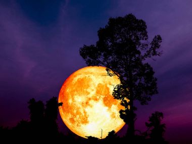 Süper tam kan ay geri orta siluet Ağaç Parkı