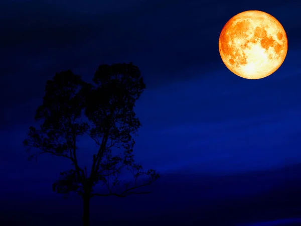 Суперсиній кров'яний місяць над силуетом дерево темно-синє небо — стокове фото