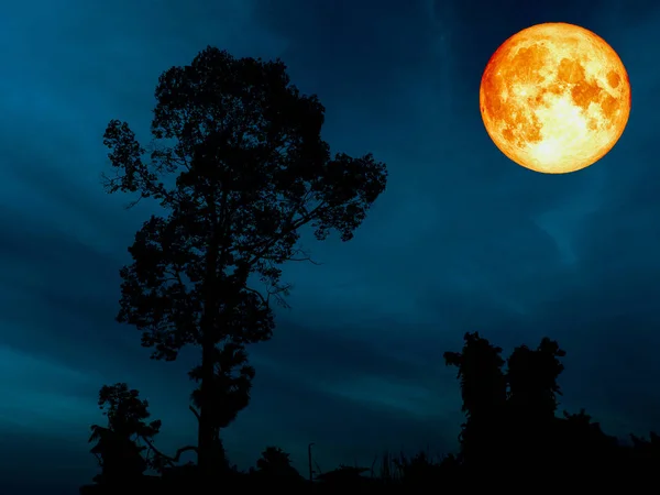Super azul sangre luna sobre silueta árbol cerulean cielo — Foto de Stock