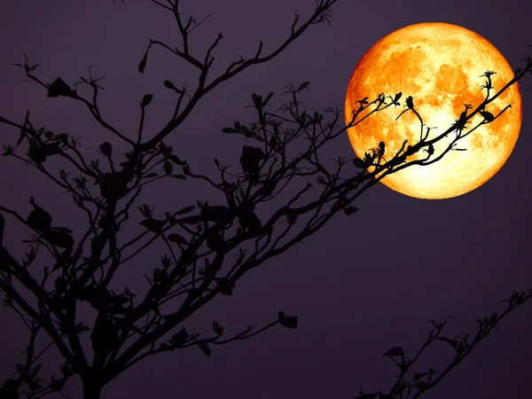 Super lua cheia de sangue de volta silhueta de árvore de ramo — Fotografia de Stock