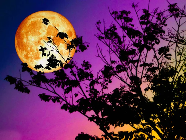 Bulan super darah kembali siluet pohon matahari terbenam — Stok Foto