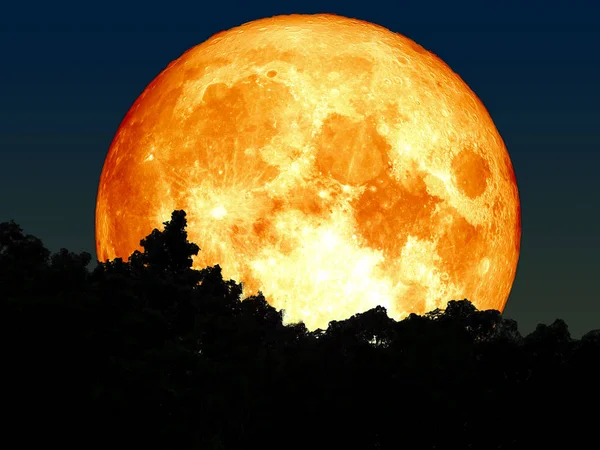 Super volledig bloed maan silhouet boom in het bos — Stockfoto