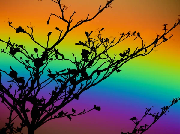 Rainbow back silhouette dry tree in colorful sky — Stock Photo, Image
