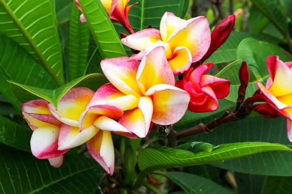 Jeden mladý červený Plumeria, kvetení keře mezi barevné BL — Stock fotografie