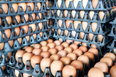 paketi, Tanrı'nın askerleri, plastik yönetim kurulu içinde yemek pişirmek için çiğ tavuk yumurta yumurta