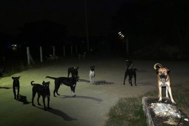 gece zamanında sokak köpeği gözünde, onlar yemek bekliyor