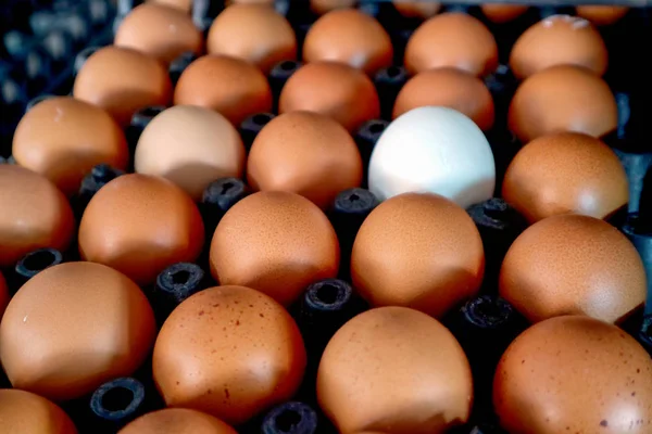 Uovo bianco tra uovo normale sulla scatola della confezione — Foto Stock