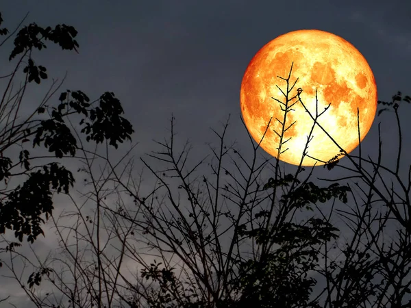 Super luna llena de sangre silueta trasera árbol seco superior en el jardín — Foto de Stock