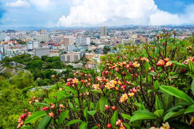 Plumeria, dağ ve Pattaya c görünümünü Frangipani kırmızı çiçek