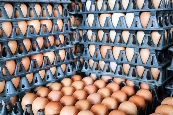 Uovo sulla confezione, uova di pollo crude per cucinare in cartone plastico a sto — Foto Stock