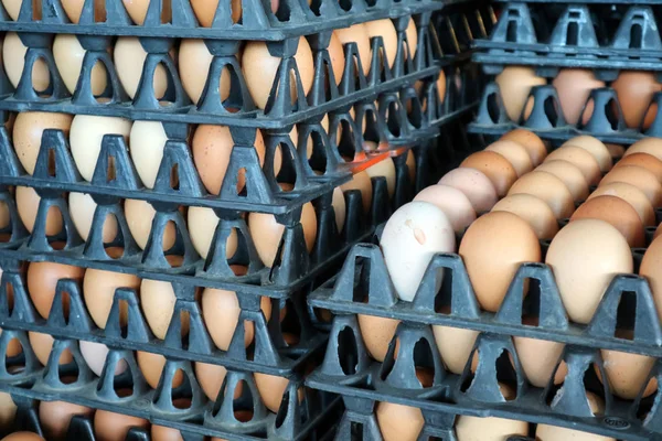 卵パックをマルでプラ板で料理鶏肉卵します。 — ストック写真