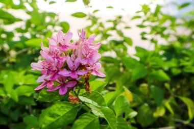 Amerikan Güzeli çiçektir yaprakları üzerinde buket ve pembe renk vardır