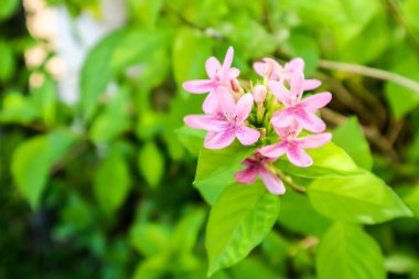 Amerikan Güzeli çiçektir yaprakları üzerinde buket ve pembe renk vardır