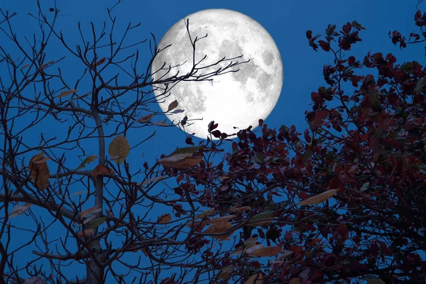 Luna llena hojas de otoño árbol en más caliente en verano — Foto de Stock