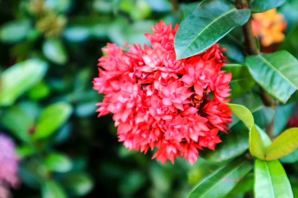 Röd Ixora stocklöpare boutique och blommar i trädgården — Stockfoto