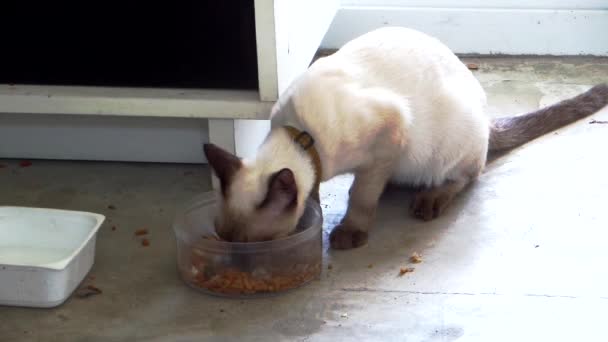 Gato siamês comer alimentos em caixa de acrílico — Vídeo de Stock