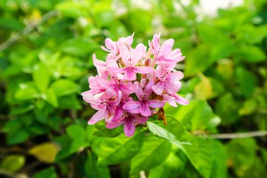 Amerikan Güzeli çiçektir yaprakları üzerinde buket ve pembe renk vardır