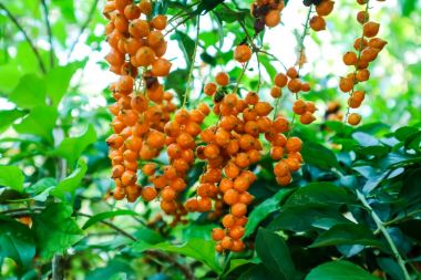 Çiğ altın damla, güvercin Berry, gökyüzü çiçeği, Duranta erecta, 