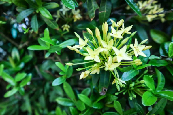 Ixora flower boutique spike and bloom in the garden — Stock Photo, Image