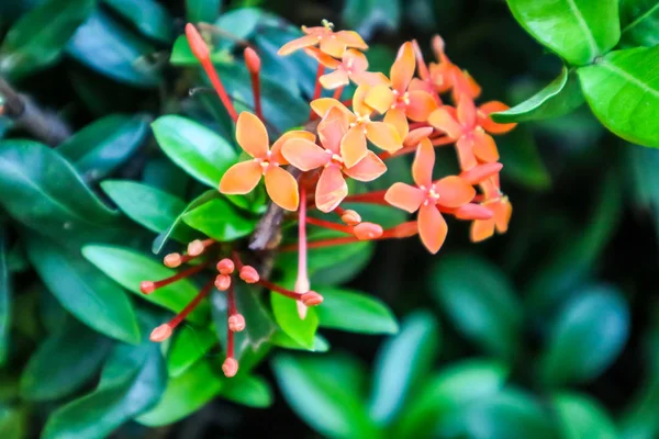 Red orange Ixora flower boutique spike and bloom in the garden — Stock Photo, Image