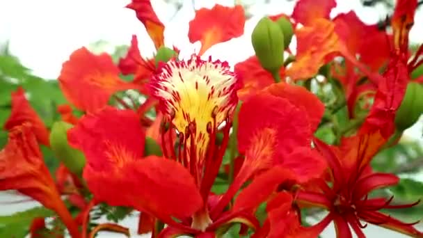 De vlam-Tree, Royal Poinciana in openbaar park verplaatsen door zachte wind — Stockvideo