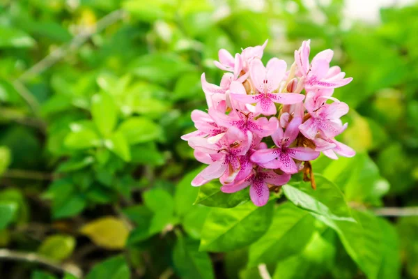 american beauty flower is has bouquet and pink color on petals