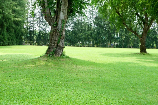 Zielona trawa pole i zielone drzewo w publicznym ogrodzie — Zdjęcie stockowe
