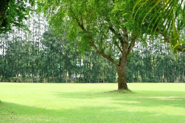 Zielona trawa pole i zielone drzewo w publicznym ogrodzie — Zdjęcie stockowe