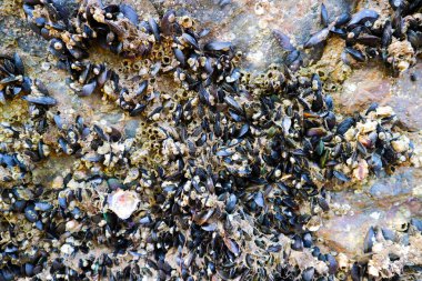 Barnacle deniz kabuklu bir dış kabuğu ile olduğunu