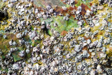 Barnacle deniz kabuklu bir dış kabuğu ile olduğunu