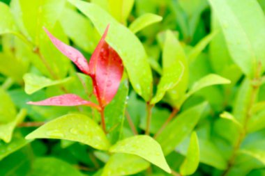 Genç bulanıklık en iyi christina kırmızı yaprakları süslemeleri Bahçe tesisi