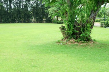 yeşil çim alan ve kamu Bahçe Yeşil ağaç 