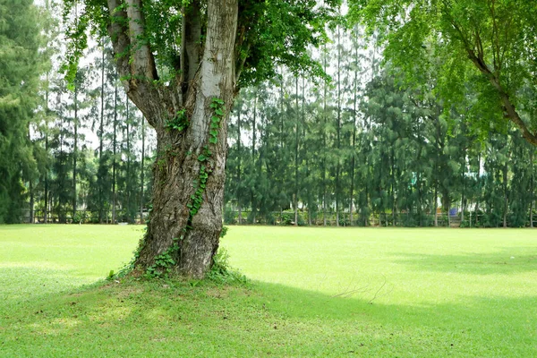 Champ d'herbe verte et arbre vert dans le jardin public — Photo