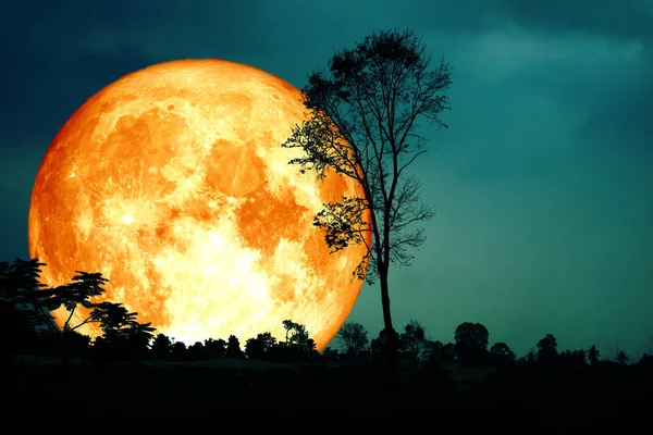 Super lleno de sangre luna espalda silueta rama árbol oscuro bosque bl — Foto de Stock