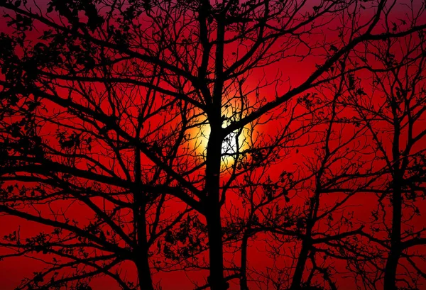 sunset back silhouette tree dark orange sky