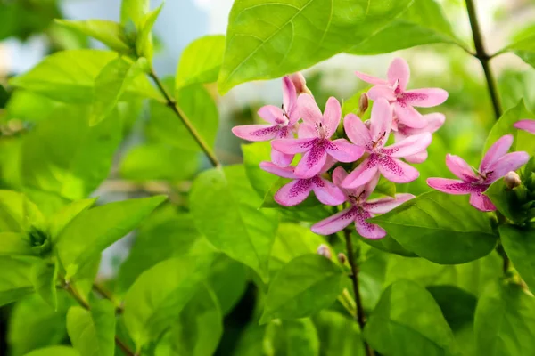 American beauty blomma är har bukett och rosa färg på kronbladen — Stockfoto