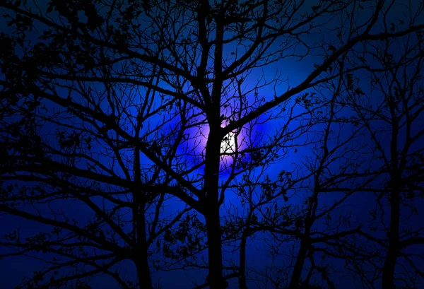 Πανσέληνος πίσω σιλουέτα δέντρο σκοτεινή νύχτα μπλε ουρανό — Φωτογραφία Αρχείου