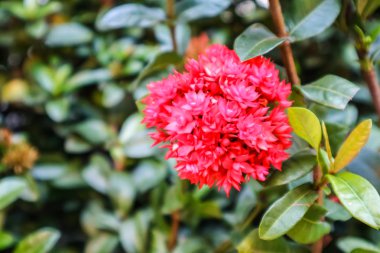 Kırmızı MahS çiçek butik spike ve Bahçe çiçek 