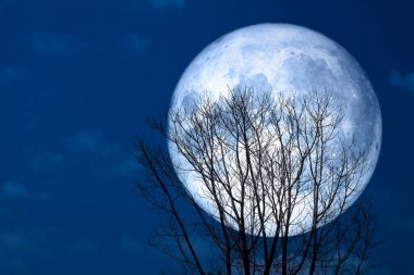 Süper ay gece gökyüzünde kuru ağaç arka siluet