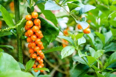 Çiğ altın damla, güvercin Berry, gökyüzü çiçeği, Duranta erecta, 