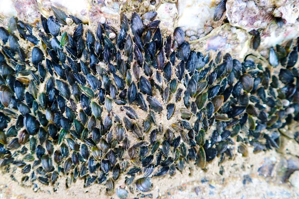 Muschel ein kleines Meereswesen, das eine schwarze Schale mit zwei Teilen hat — Stockfoto