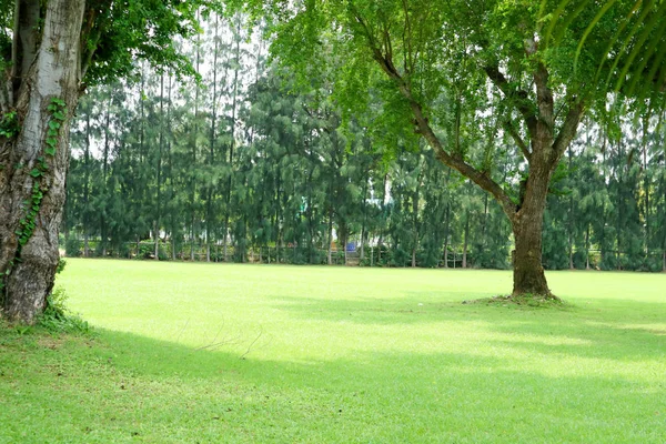 Champ d'herbe verte et arbre vert dans le jardin public — Photo
