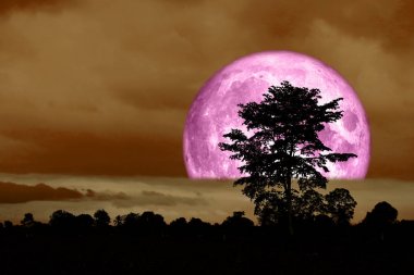 Süper tam pembe aya # geri gece gökyüzünde ağaç siluet