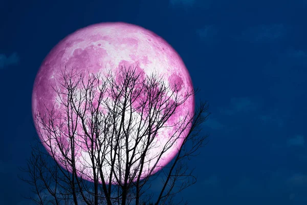 Super lua rosa cheia de volta na árvore silhueta no escuro no céu — Fotografia de Stock